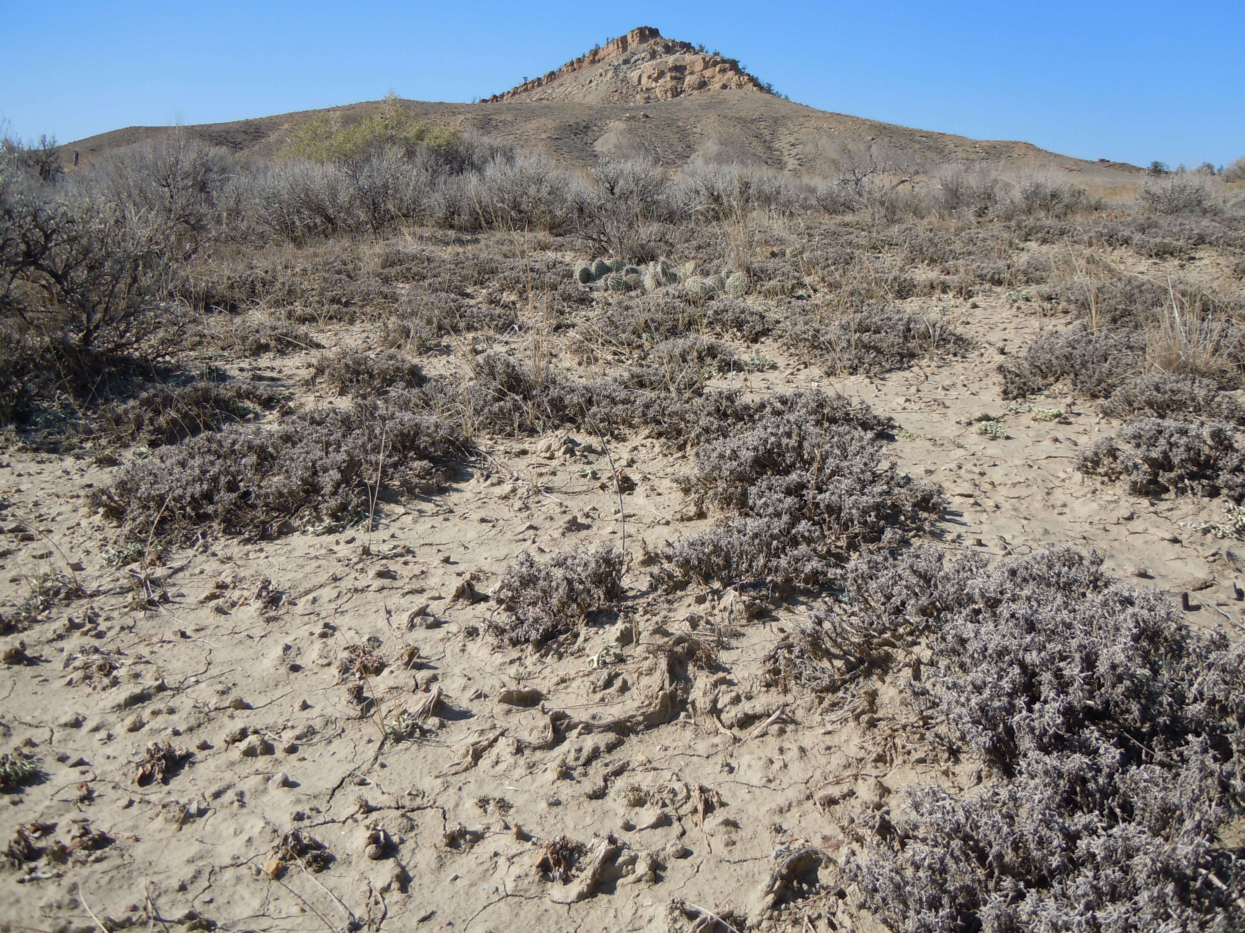 Image of Panhandle Prickly-pear