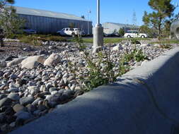 Image of american willowherb