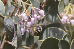 Image of Habropoda cineraria (Smith 1879)