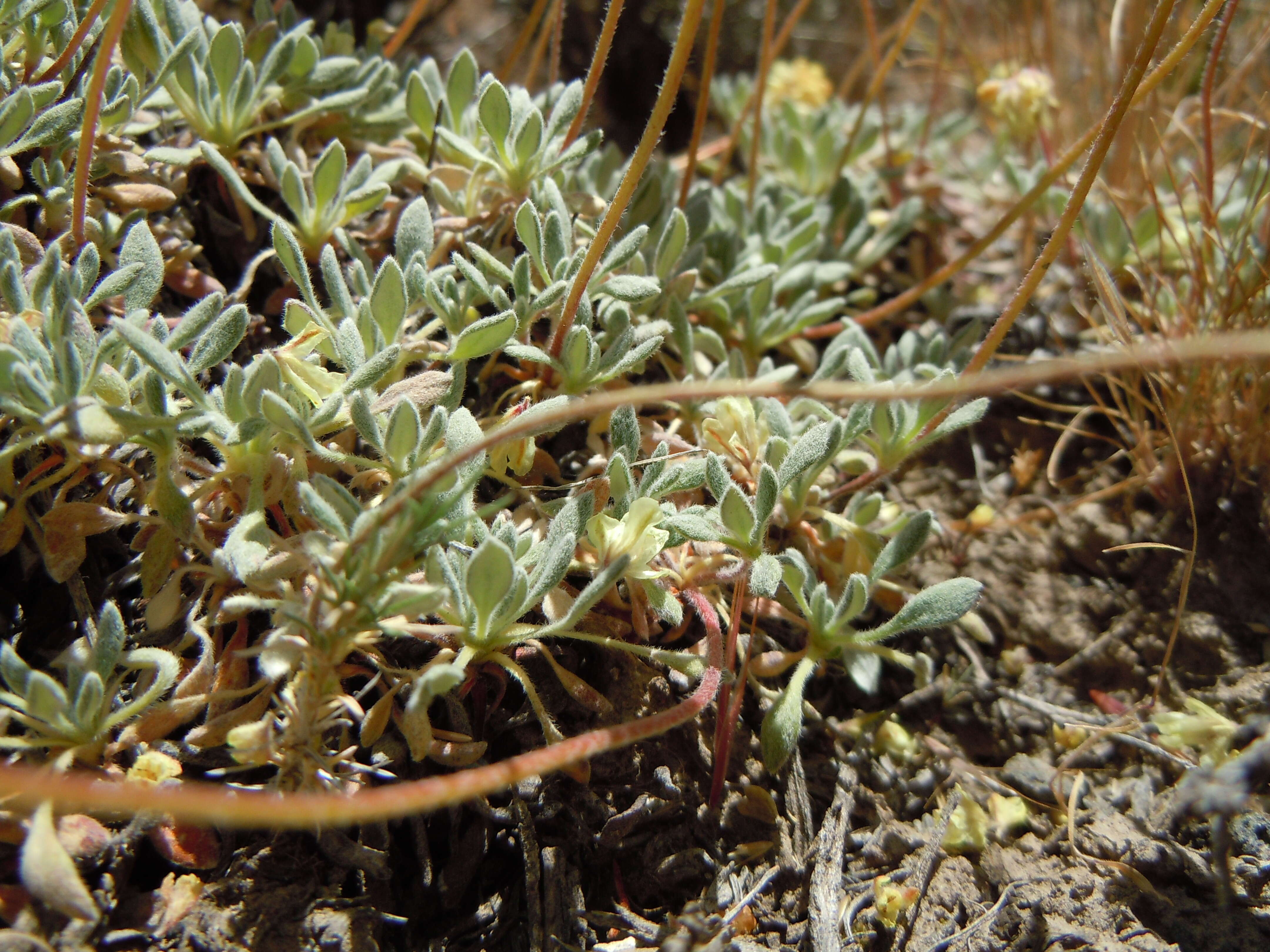 Imagem de Eriogonum caespitosum Nutt.