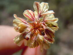 Imagem de Eriogonum caespitosum Nutt.