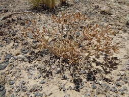 Image of bigseed biscuitroot