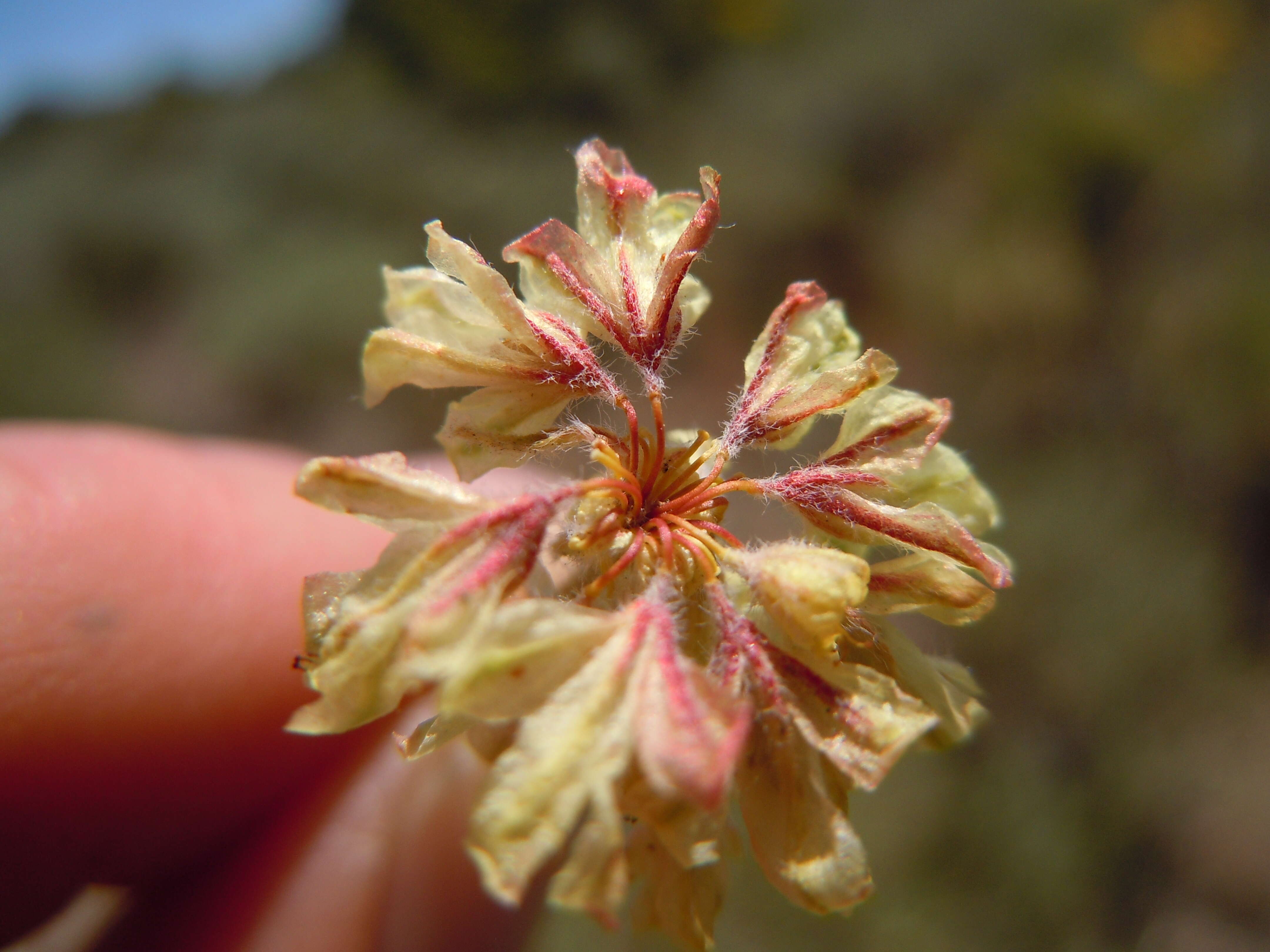 Imagem de Eriogonum caespitosum Nutt.