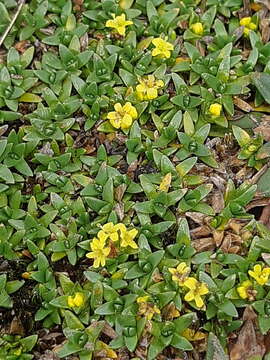 Image of Valeriana aretioides Kunth