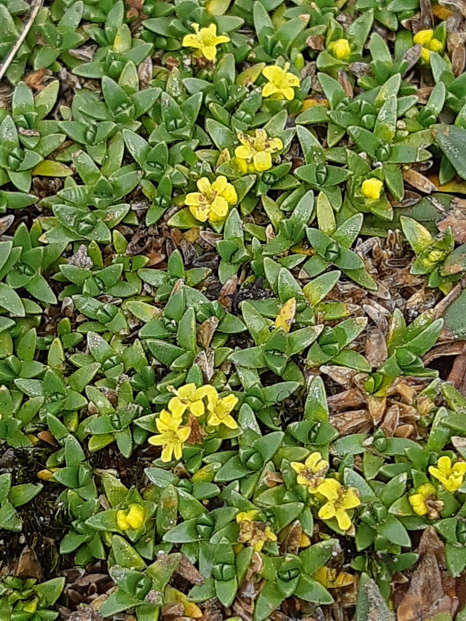 Image of Valeriana aretioides Kunth