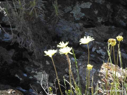 Image of Leucanthemopsis pallida (Mill.) Heywood