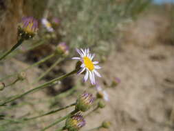 Imagem de Erigeron filifolius (Hook.) Nutt.