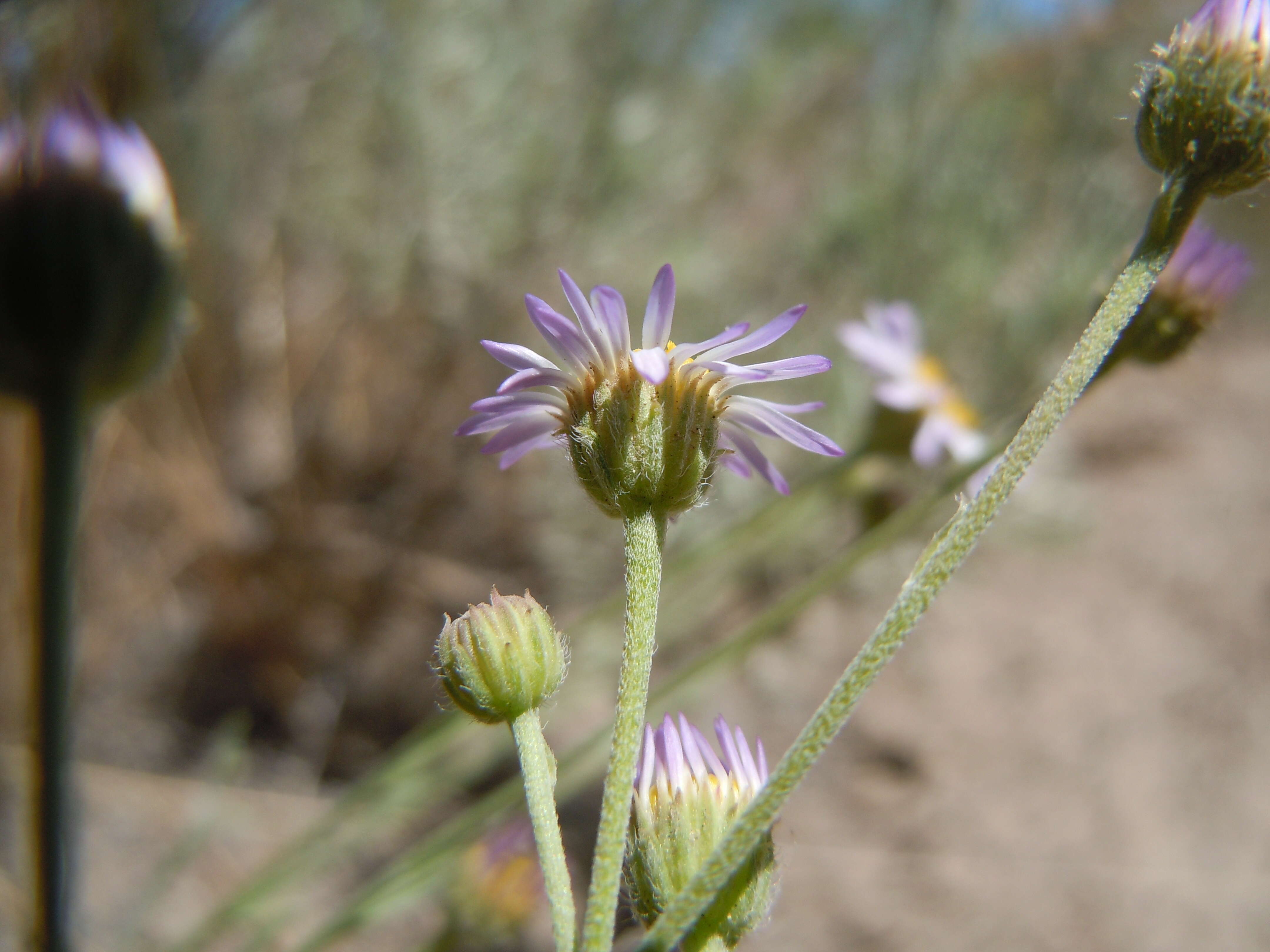 Imagem de Erigeron filifolius (Hook.) Nutt.