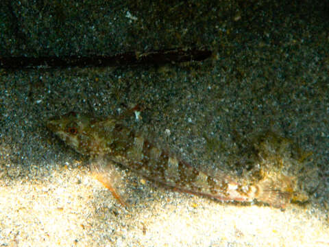 Image of Red-black triplefin