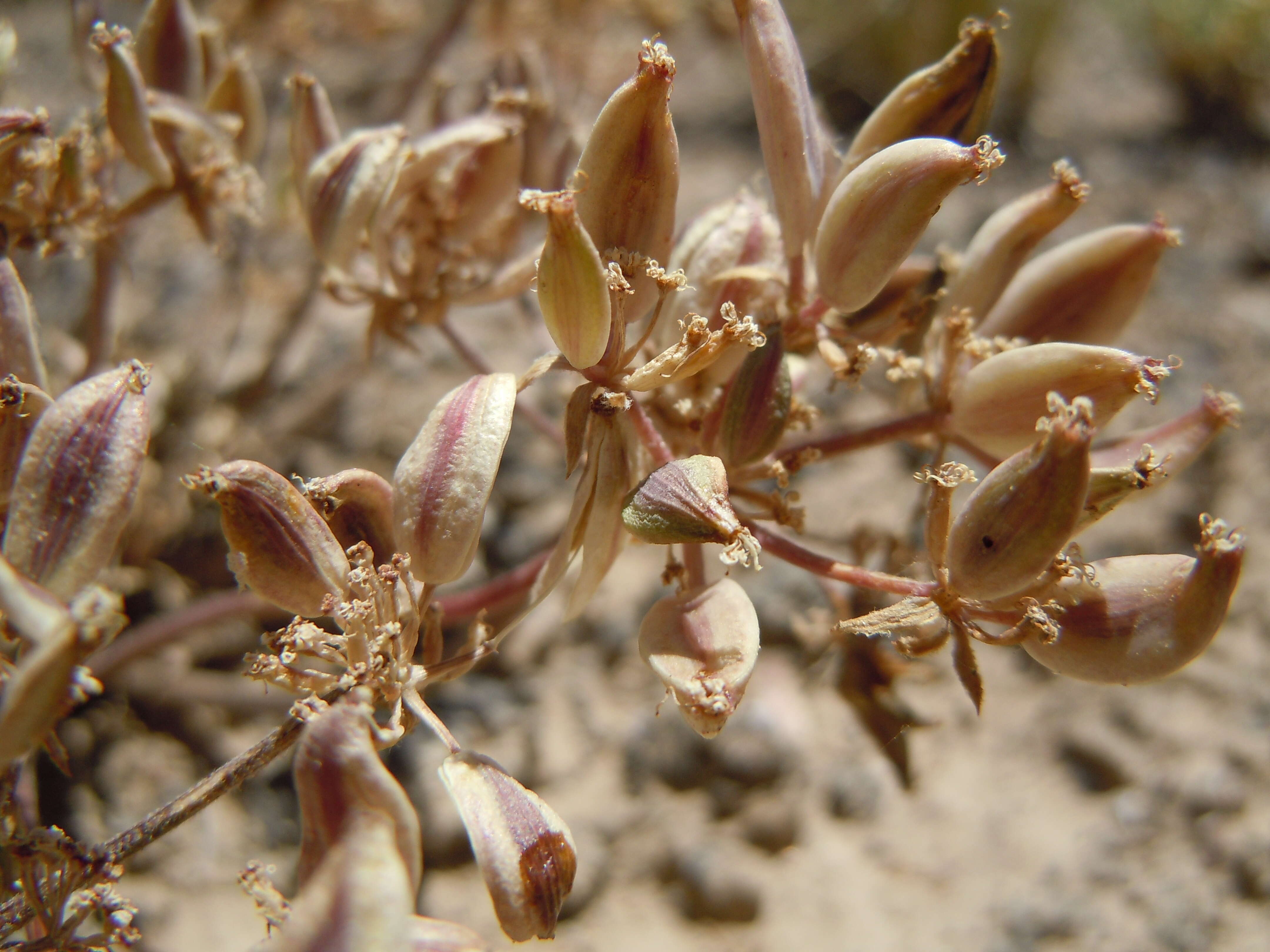 Imagem de Lomatium macrocarpum (Hook. & Arn.) Coult. & Rose