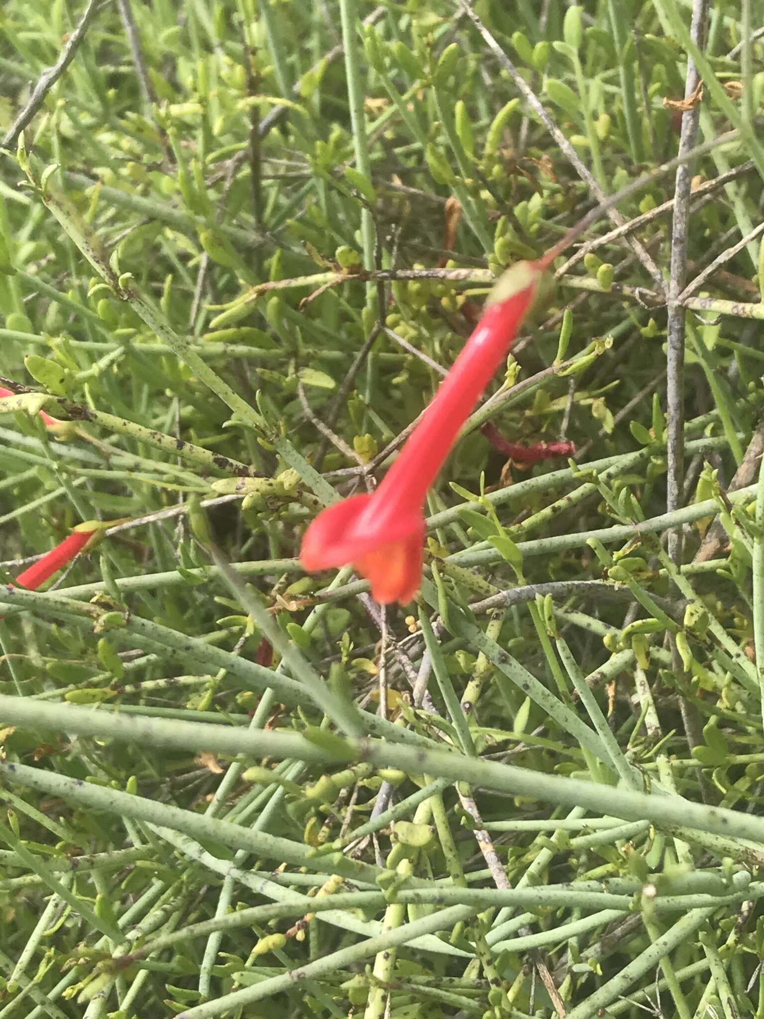 Image of Baja bush snapdragon