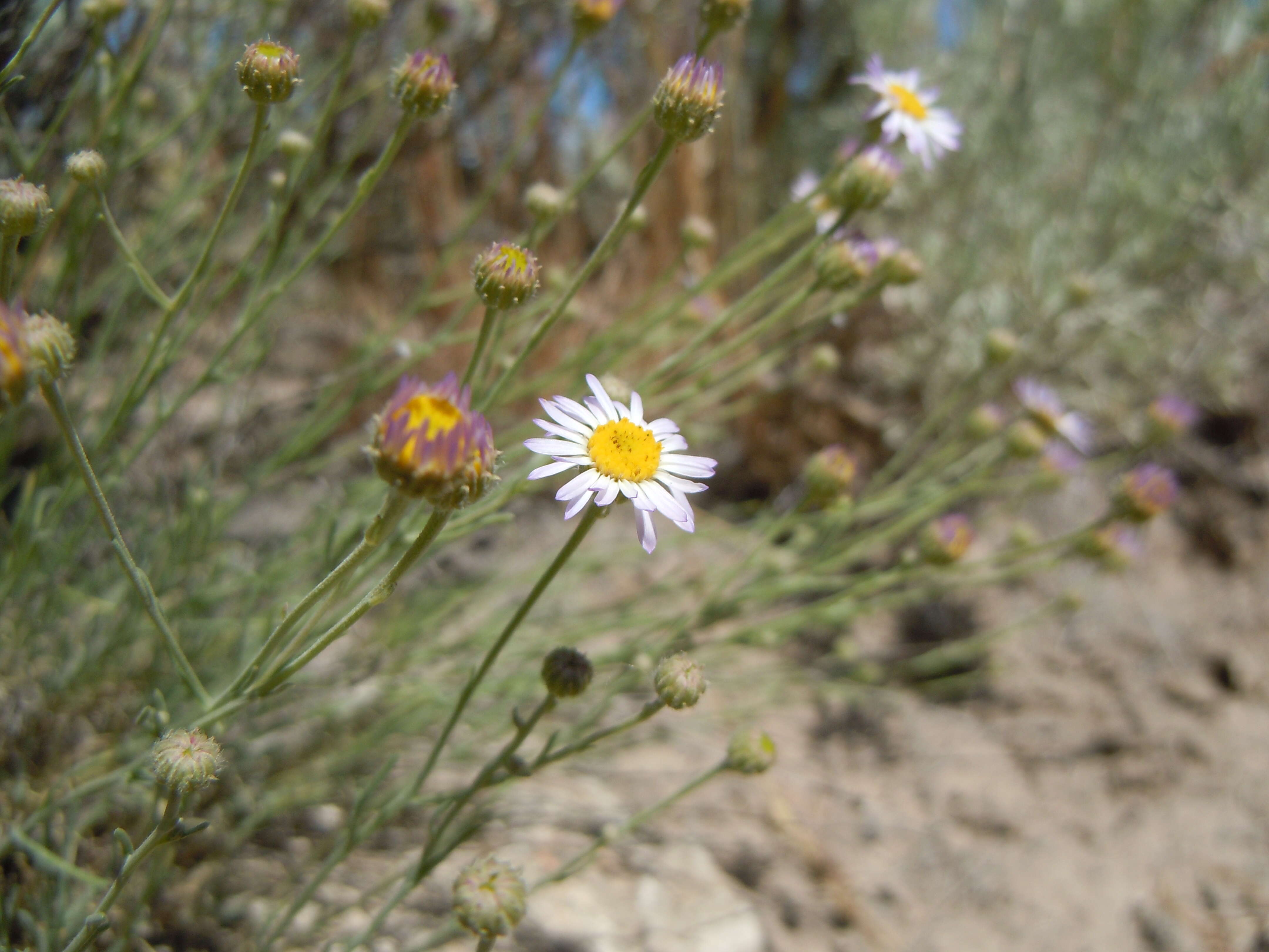 Imagem de Erigeron filifolius (Hook.) Nutt.