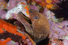 Image of Griffin&#39;s moray