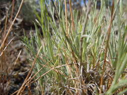 Imagem de Erigeron filifolius (Hook.) Nutt.