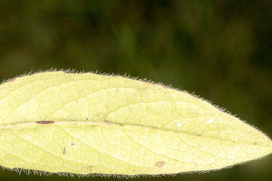 Image of Devil’s Bit Scabious