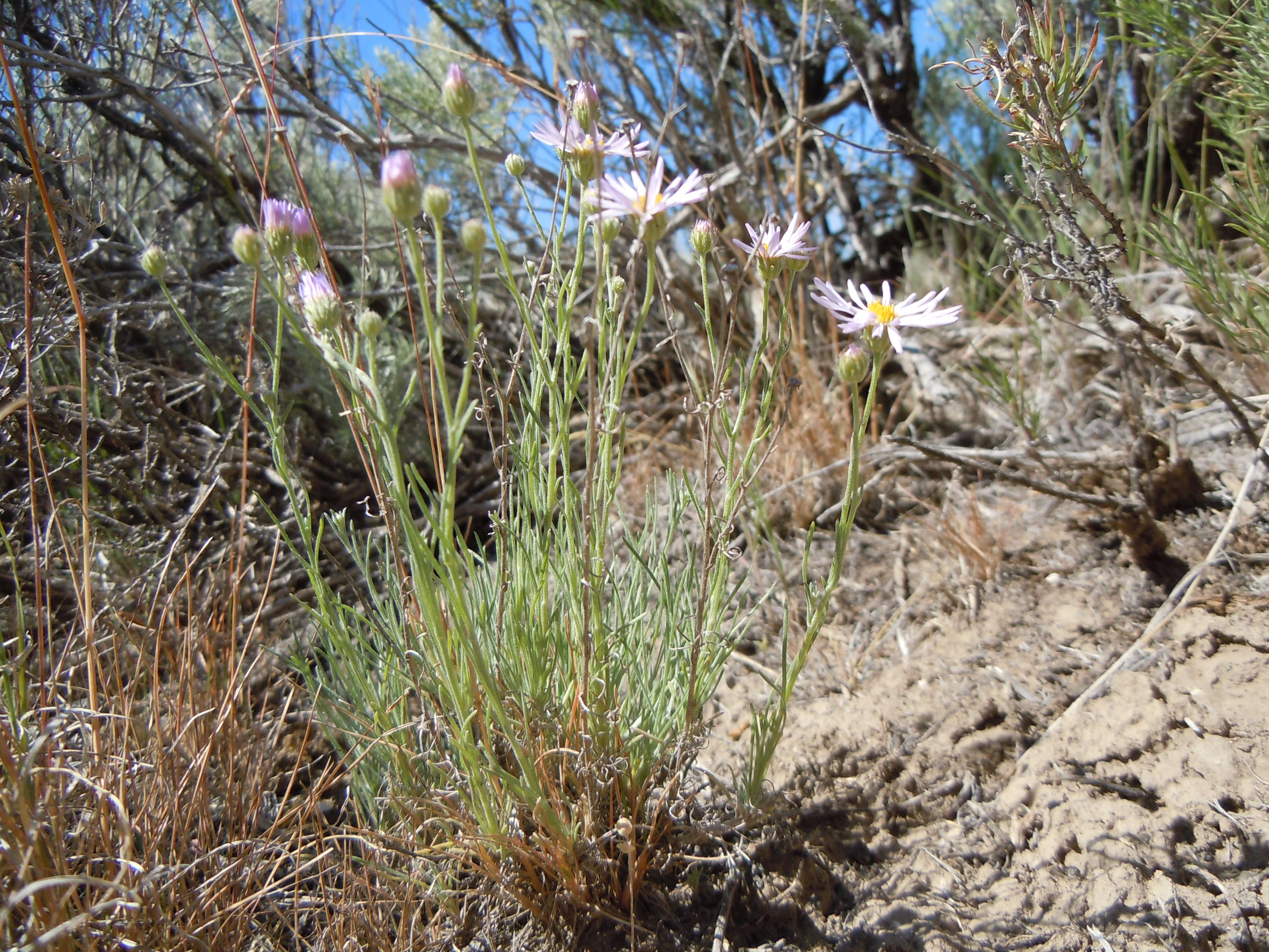 Imagem de Erigeron filifolius (Hook.) Nutt.