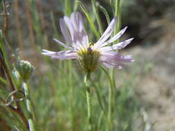 Imagem de Erigeron filifolius (Hook.) Nutt.