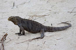 Image of Cayman Islands Ground Iguana