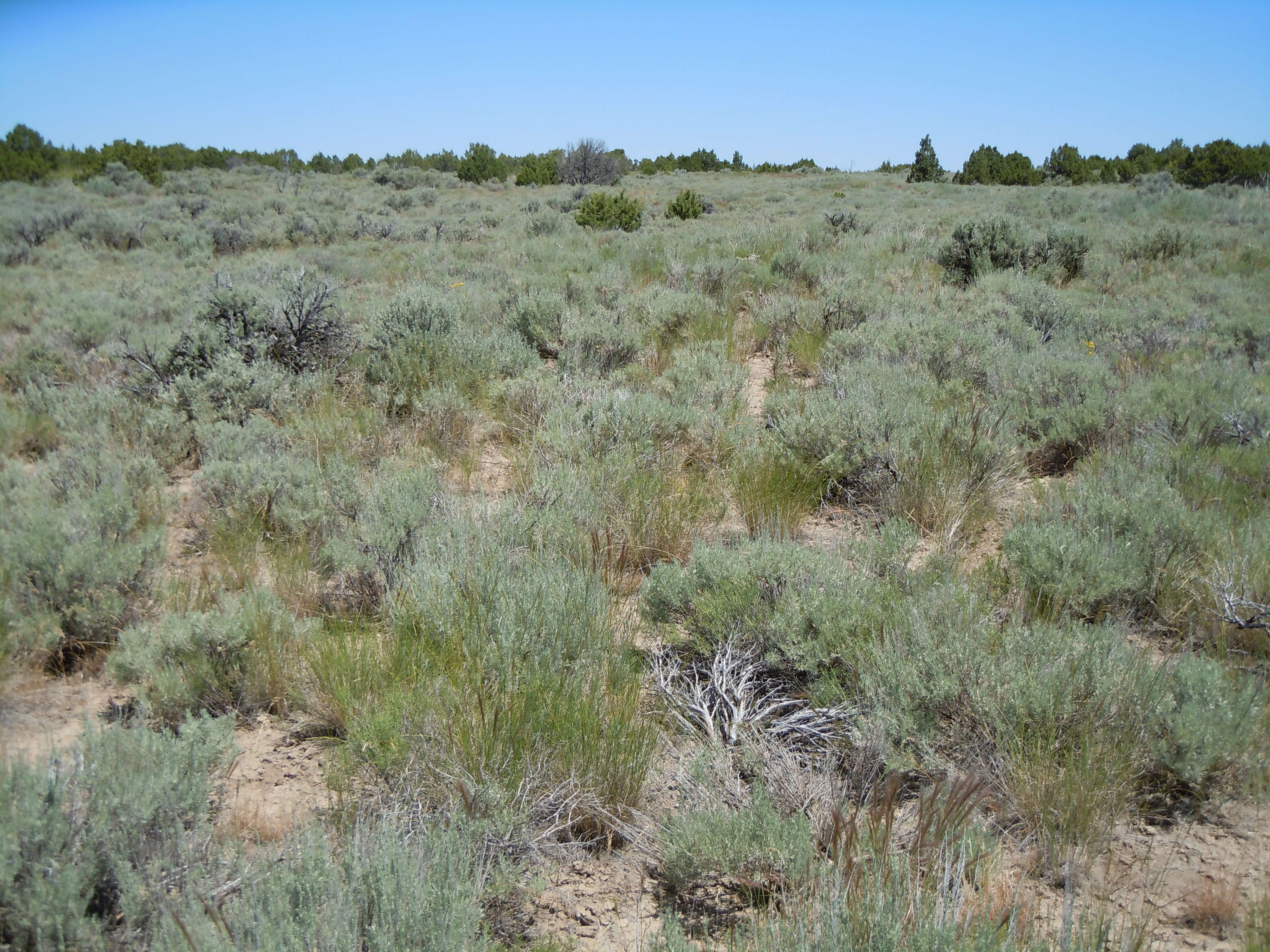 Image of threetip sagebrush