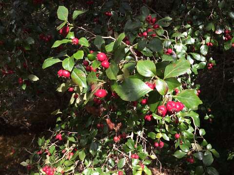 Image of Crataegus lindenii Stapf