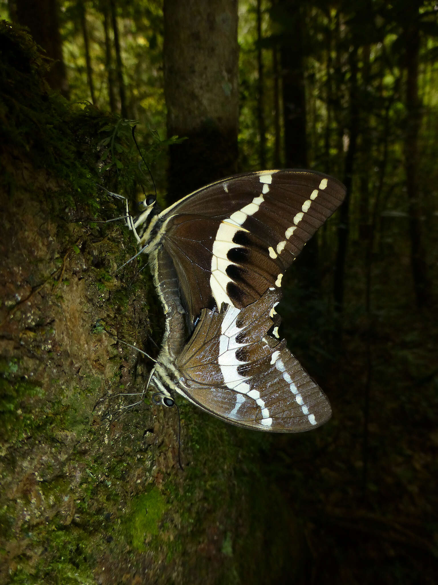 Image of Papilio delalandei Godart (1824)