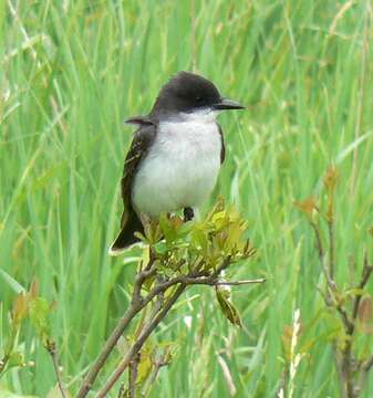 Image of Eastern Kingbird