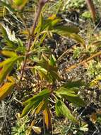 Image of Nepeta multifida L.