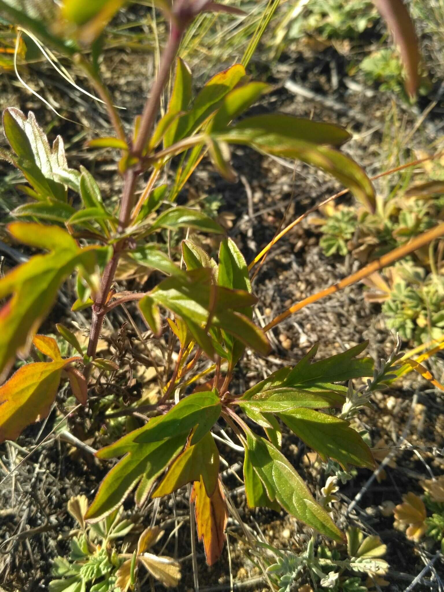 Image of Nepeta multifida L.