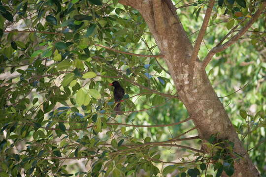 صورة Hypsipetes leucocephalus nigerrimus Gould 1863