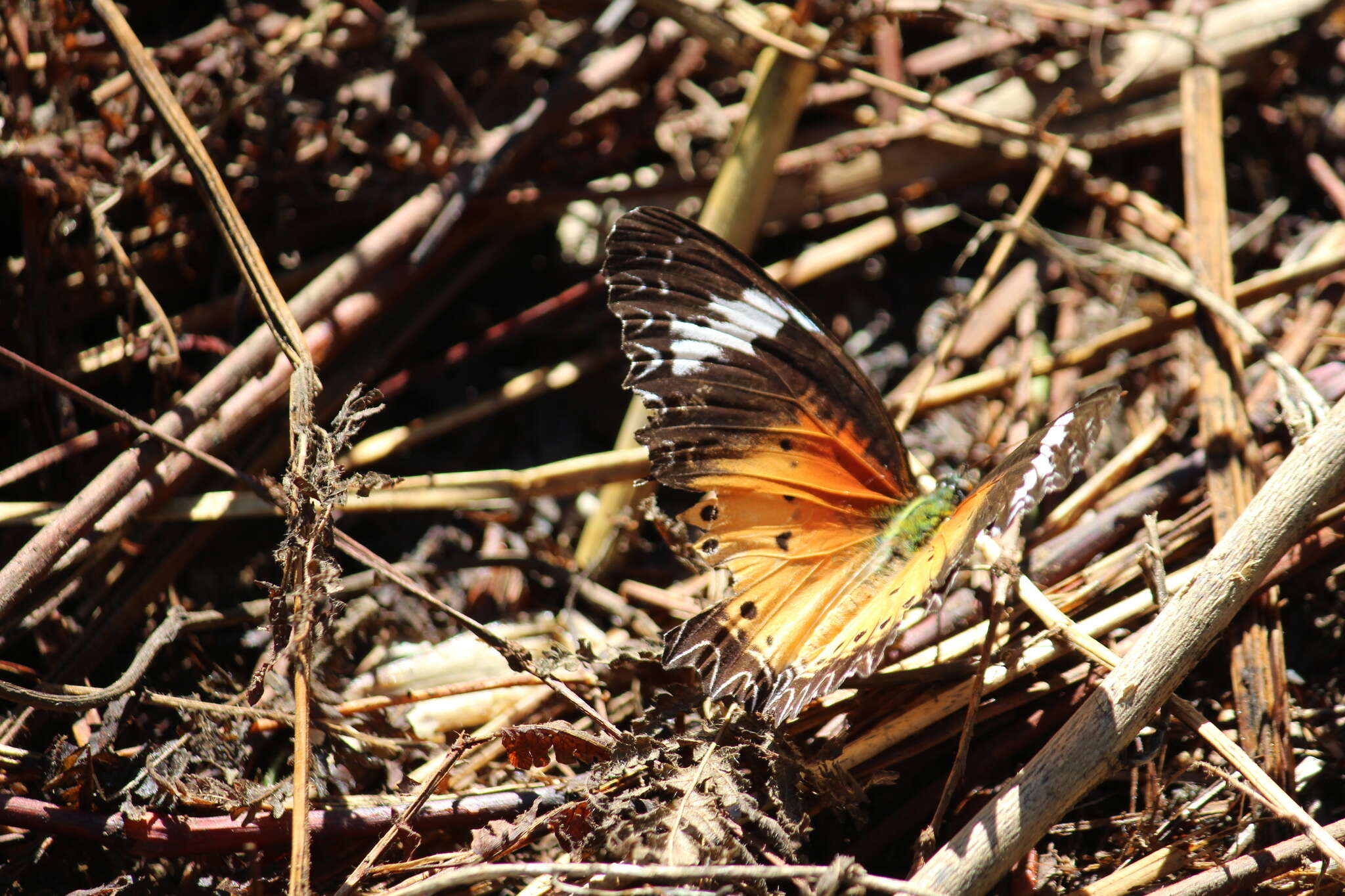 Cethosia cyane Drury 1770 resmi