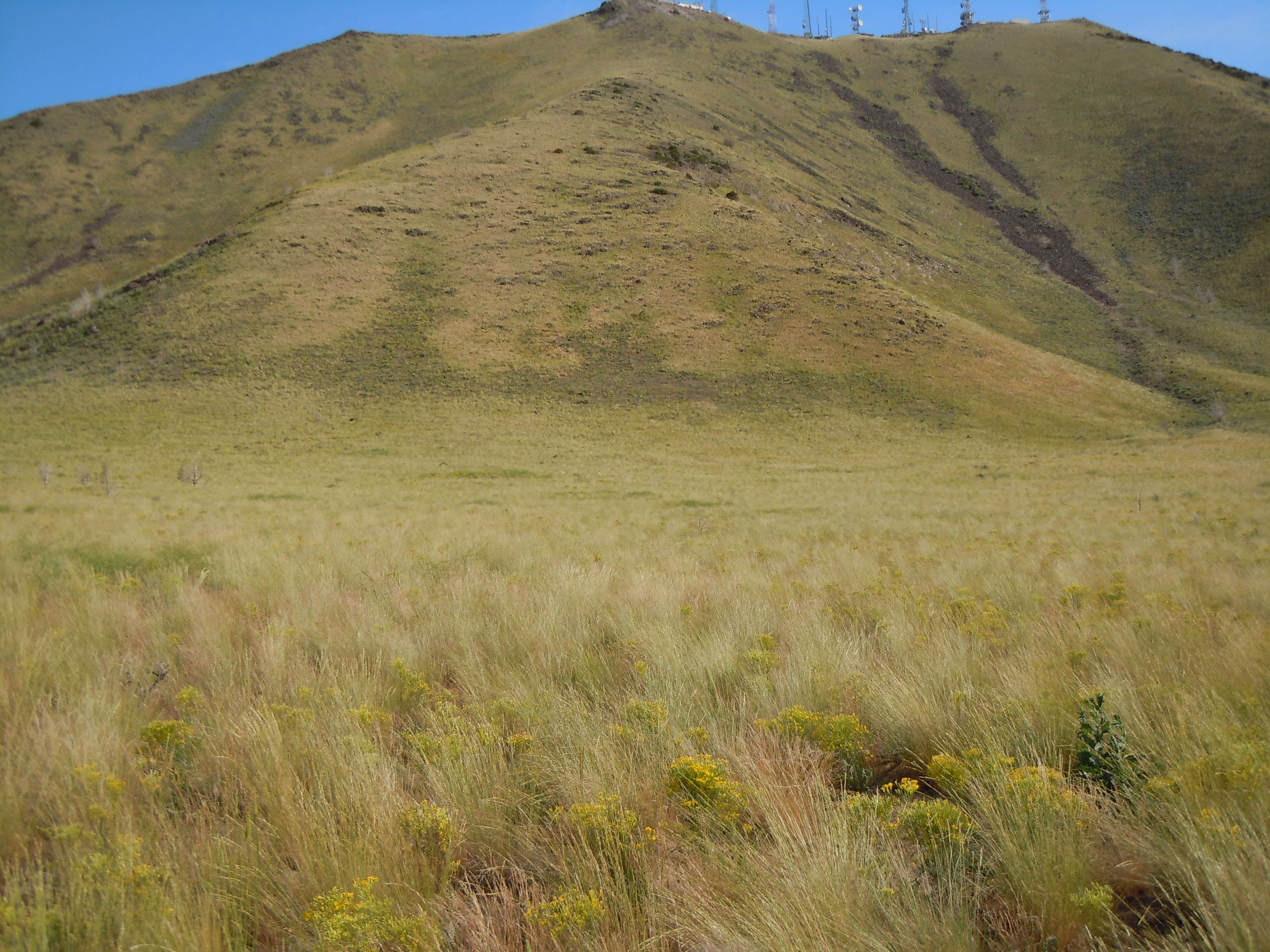 Image of tapertip hawksbeard