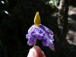 Image of Solanum grandiflorum Ruiz & Pav.