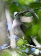 Image of Caribbean Dove