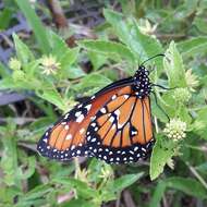 صورة <i>Danaus <i>gilippus</i></i> gilippus