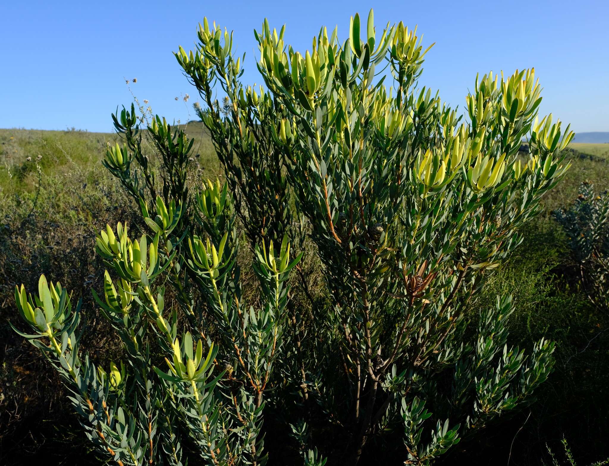 Image of Leucadendron foedum I. Williams