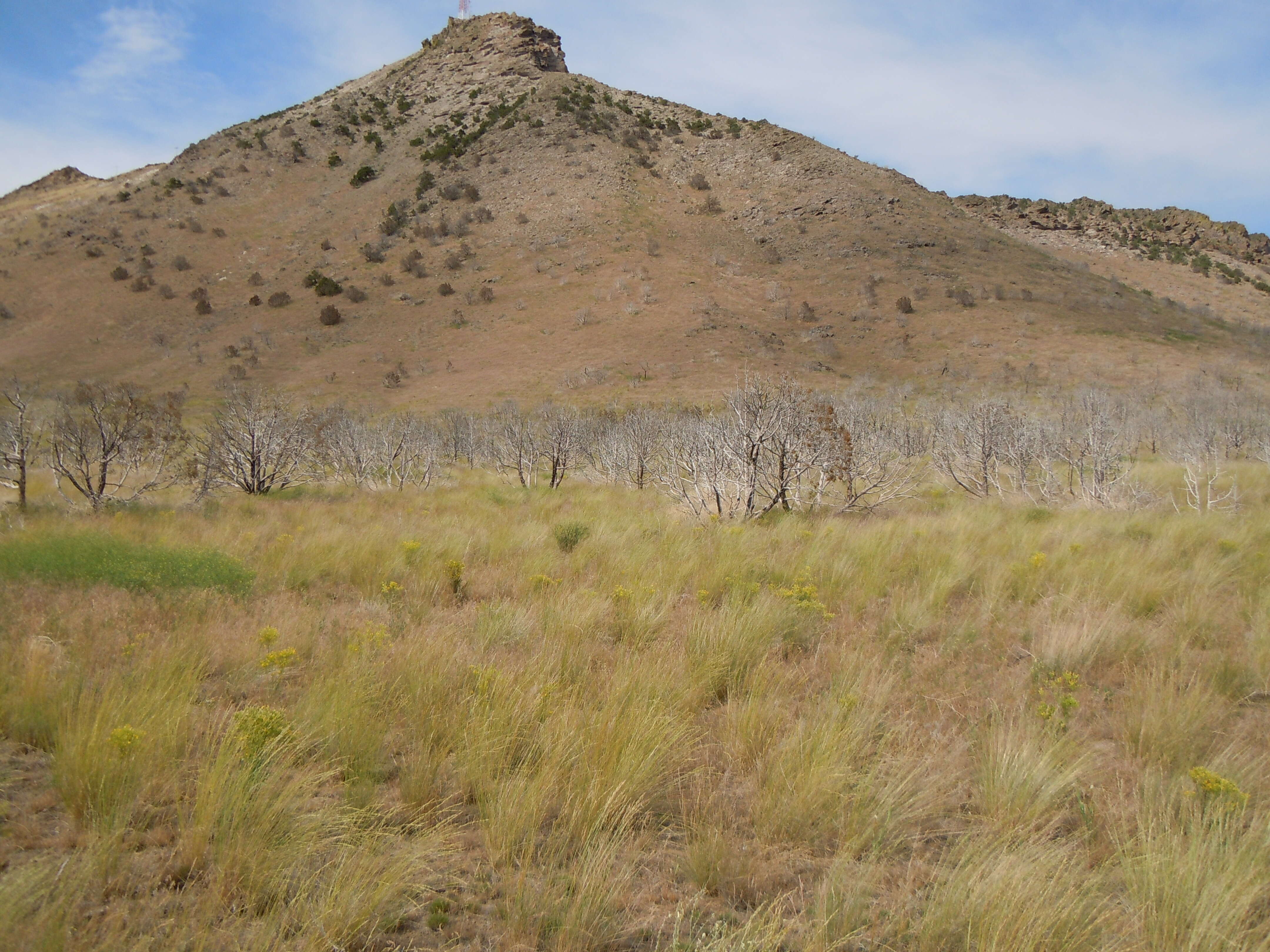 Image of tapertip hawksbeard