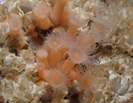 Image of orange encrusting anemone