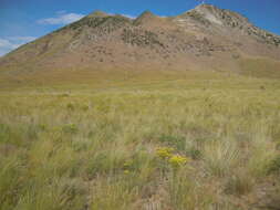 Image of tapertip hawksbeard