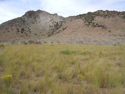 Image of tapertip hawksbeard