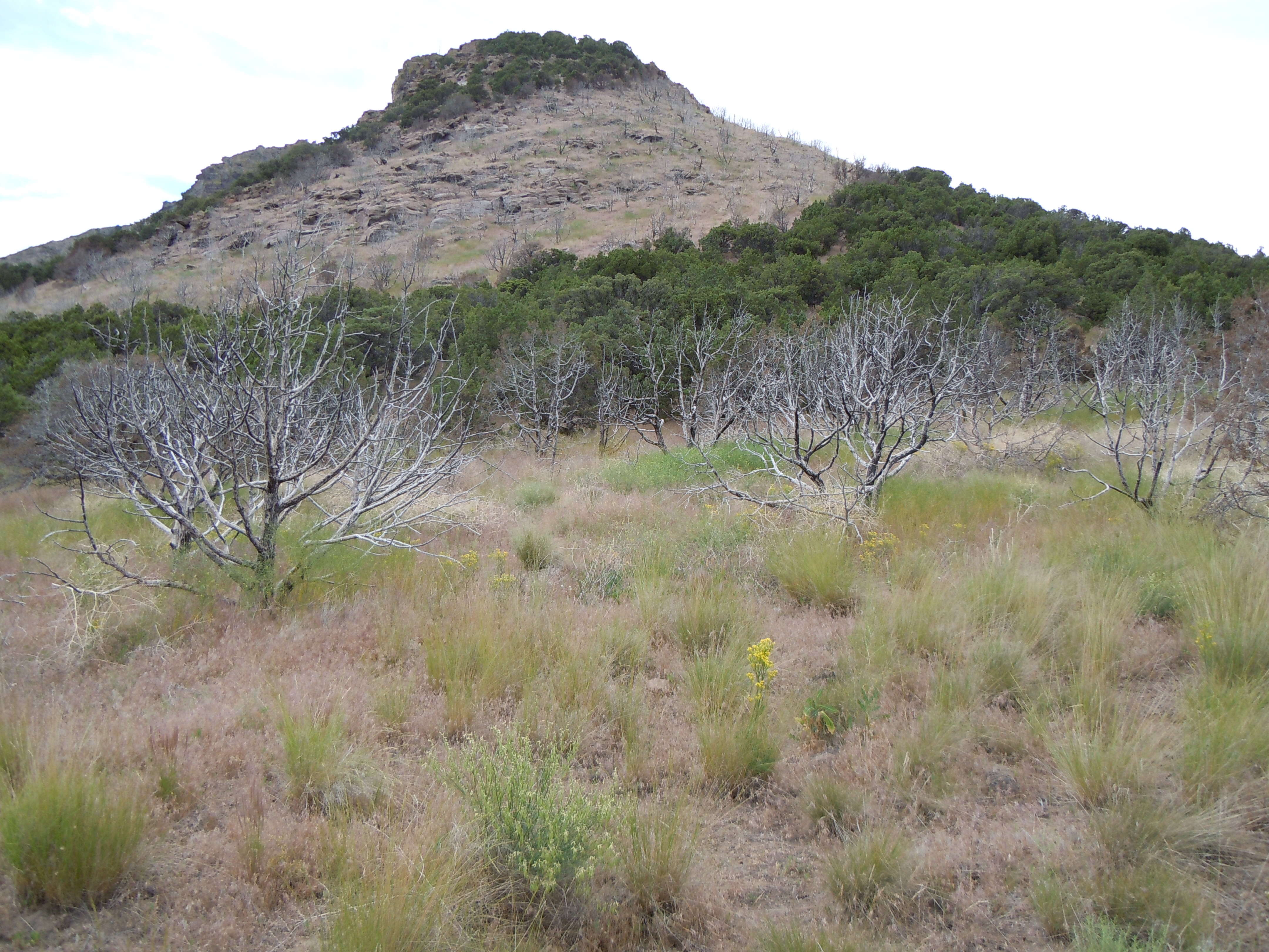 Image of Bigberry Juniper