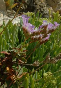 Imagem de Limonium binervosum (G. E. Sm.) Salmon