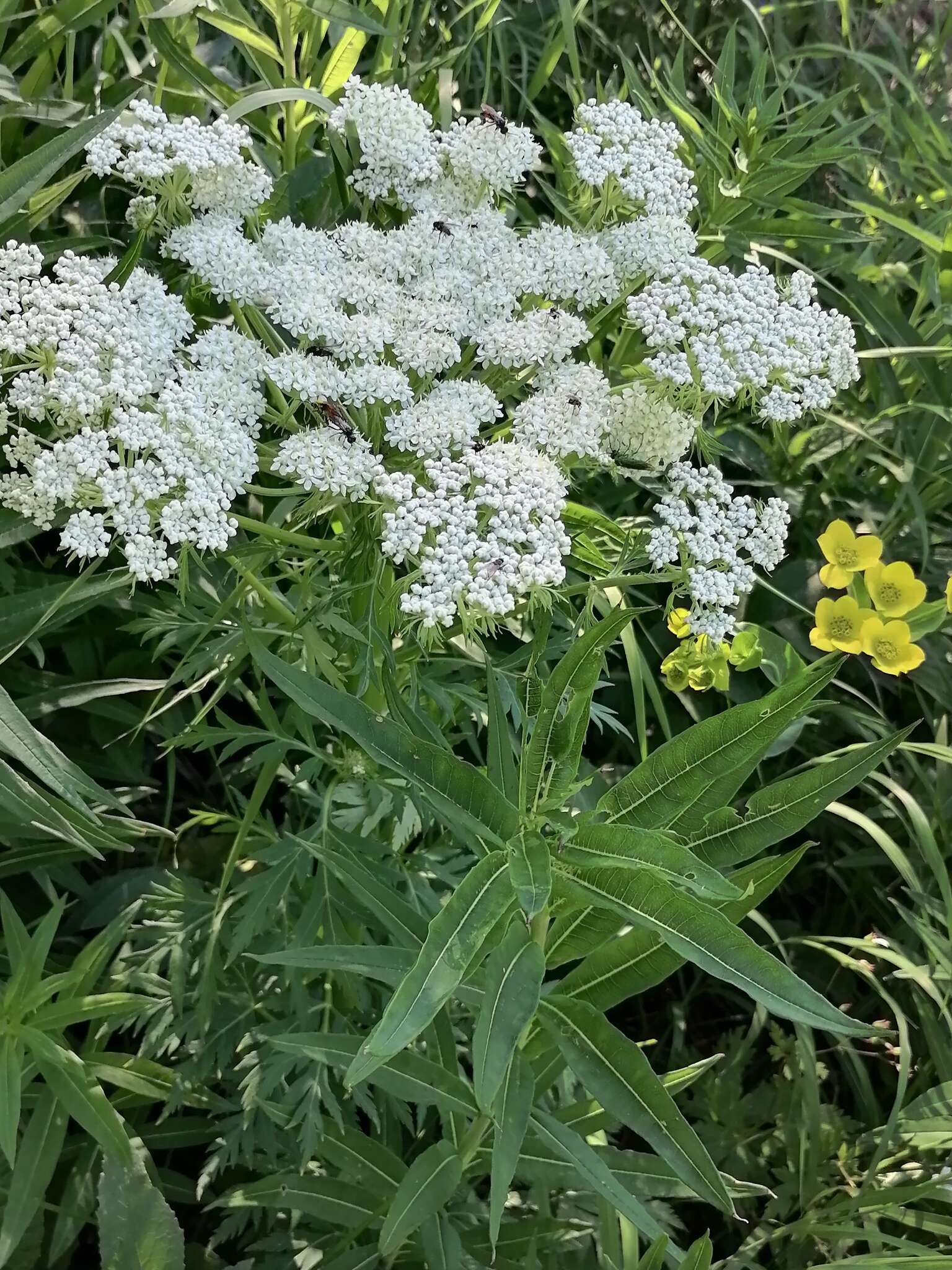 Aulacospermum anomalum (Ledeb.) Ledeb. resmi