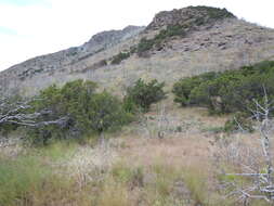 Image of Bigberry Juniper