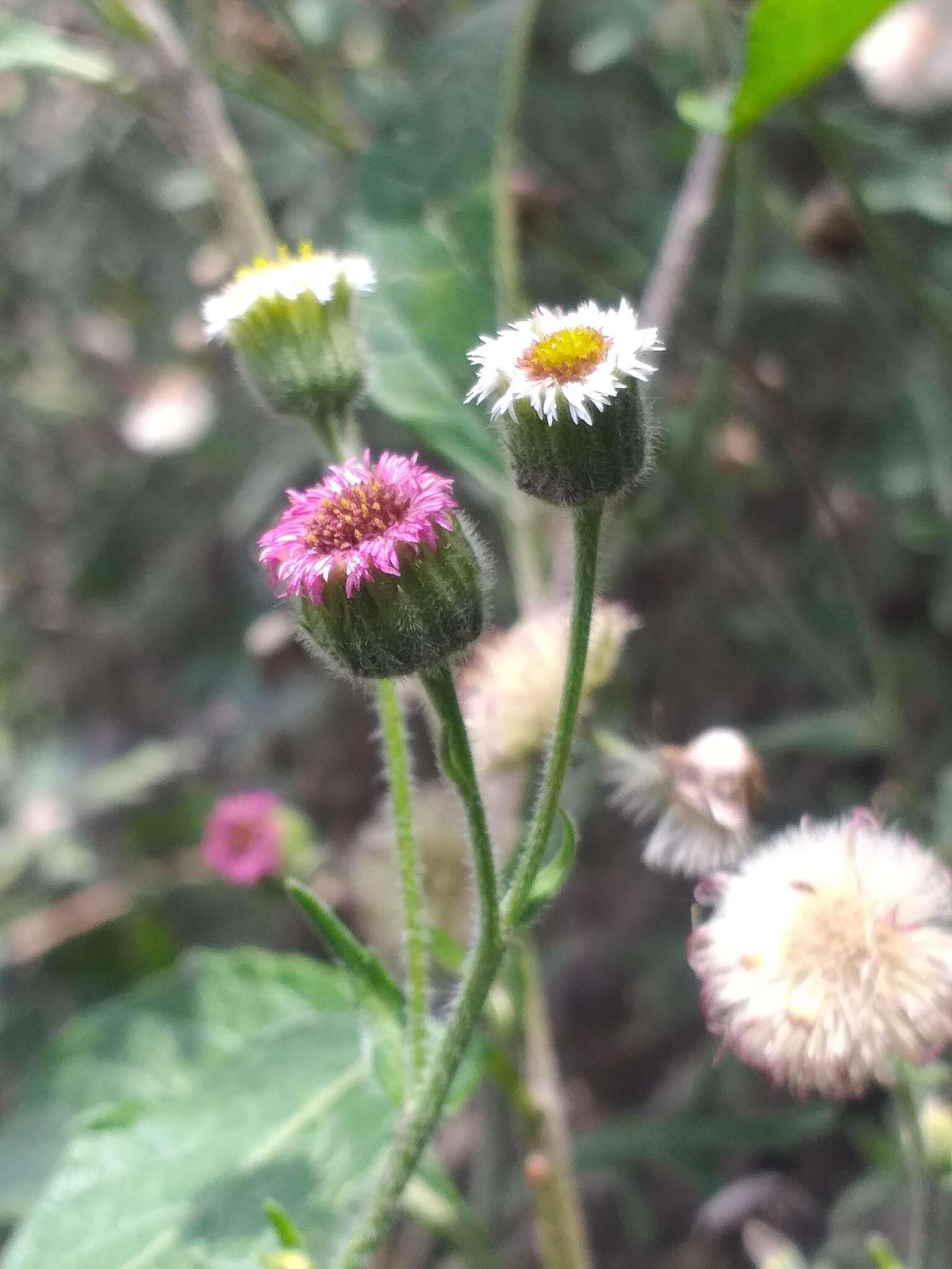 Image of Erigeron apiculatus Benth.