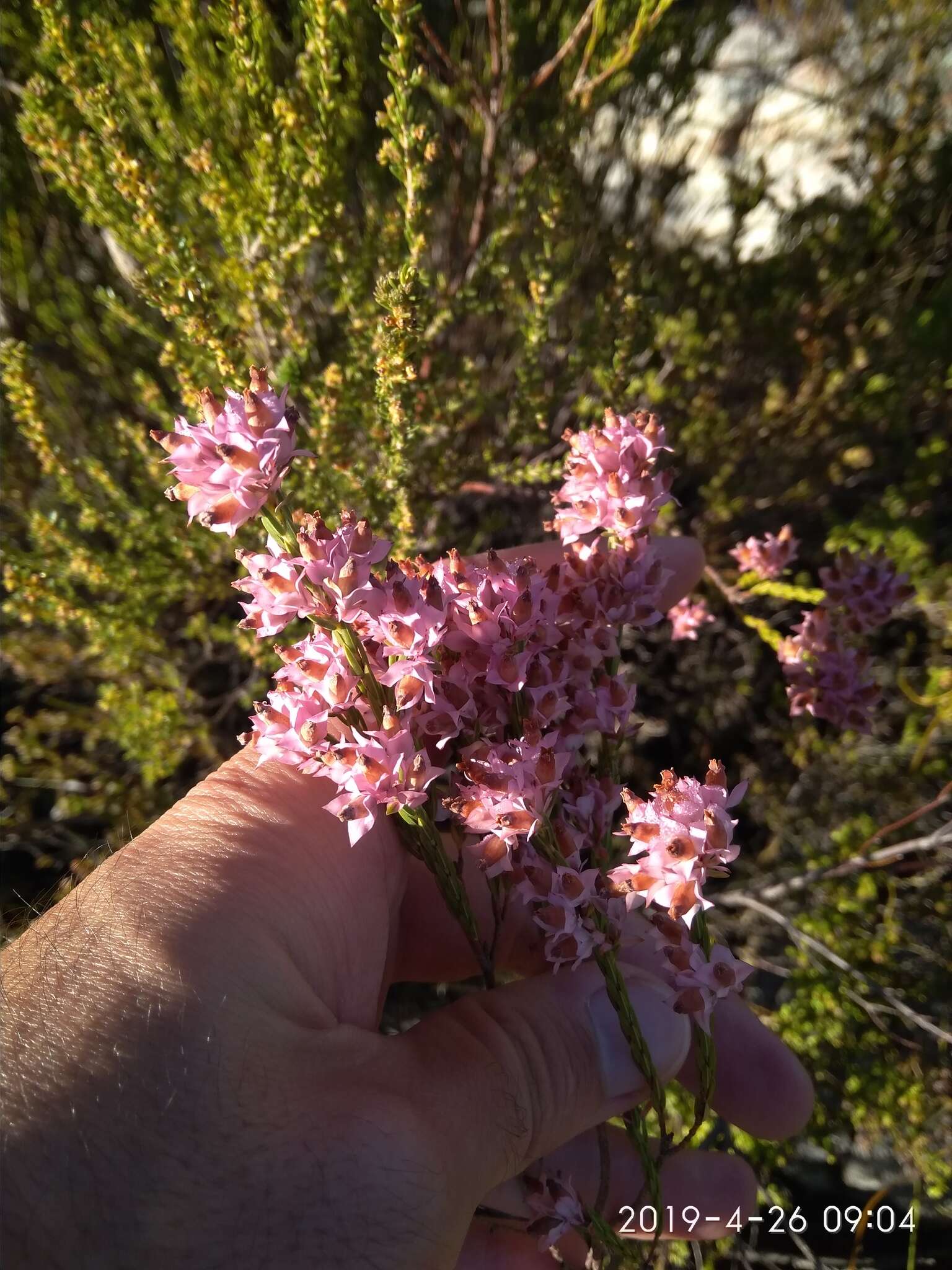 Image of Erica taxifolia