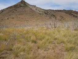 Image of tapertip hawksbeard