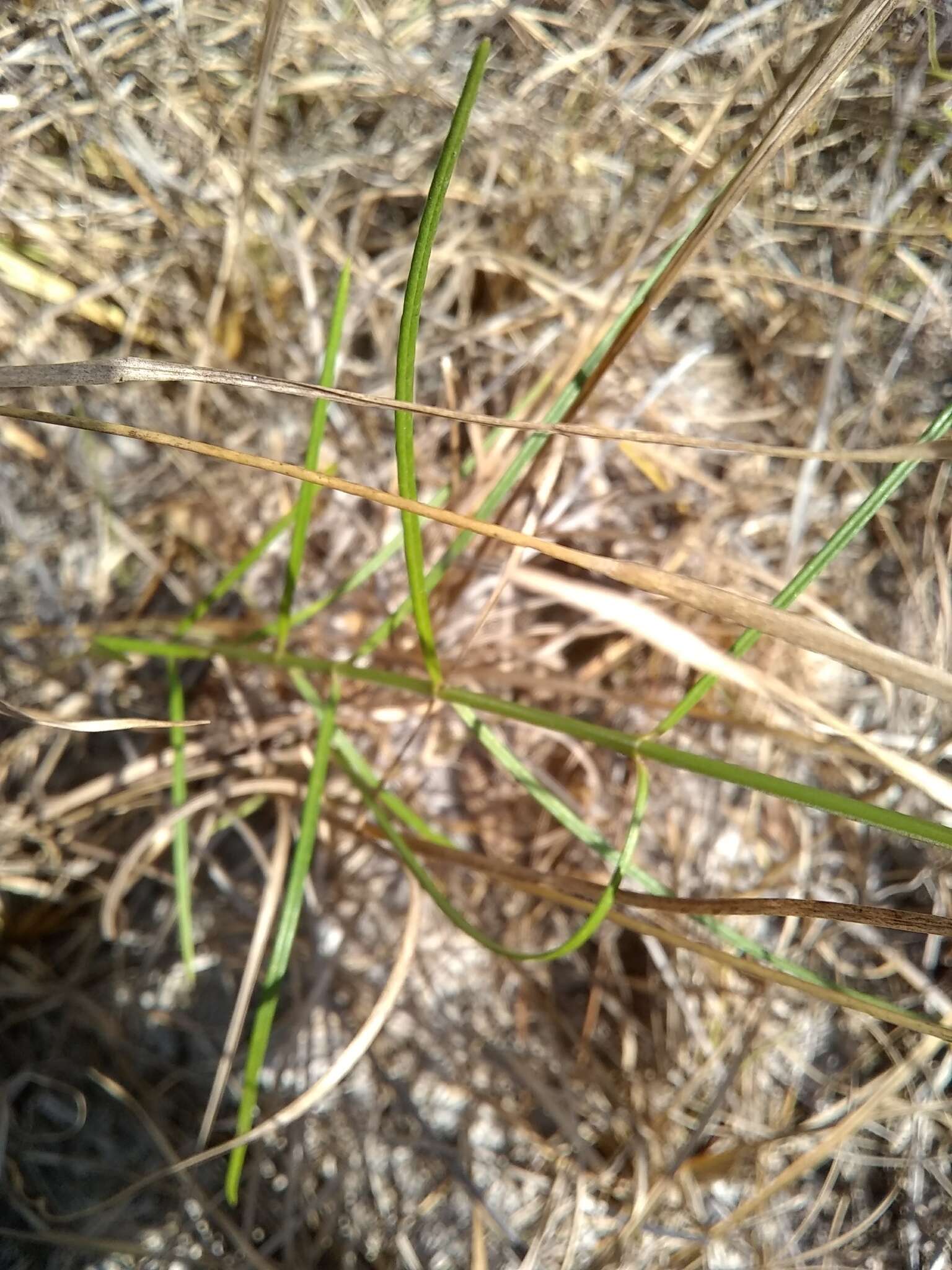 Image of Carolina milkweed