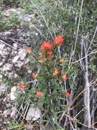 Image of Sacramento Mountain Indian paintbrush