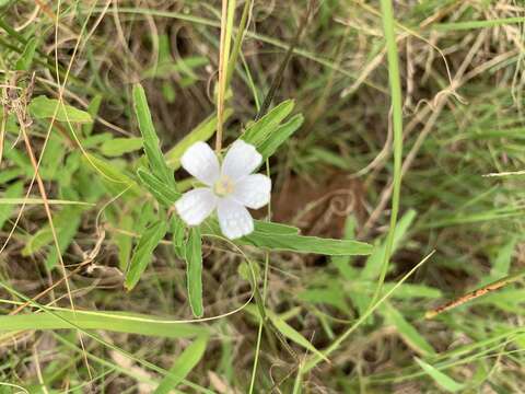 Image of Monsonia angustifolia E. Mey.