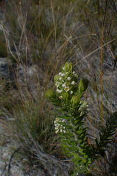 Image of Phylica axillaris Lam.